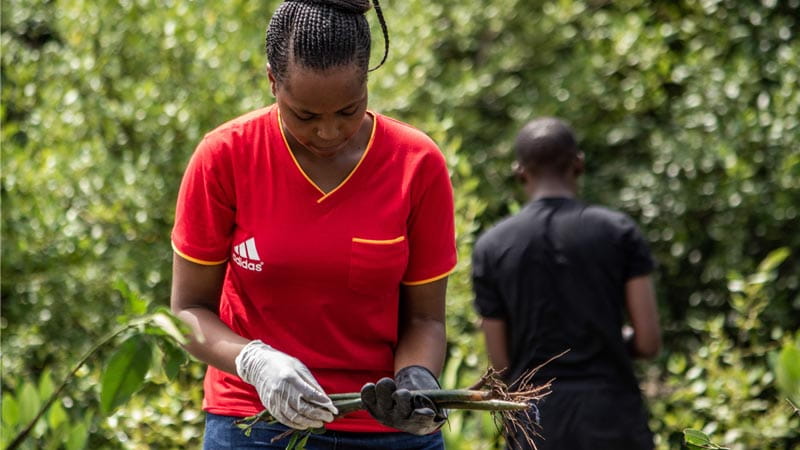 Blue Carbon Tanzania: Wir pflanzen Mangroven in Afrika