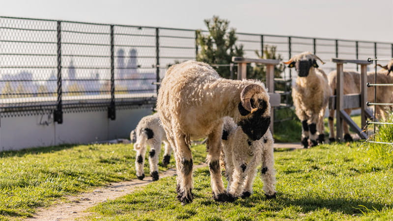 Schafe sind nicht nur an Deichen oder an Ufern wichtig, sondern auch mitten in der Großstadt München. 